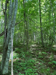 19 Acres Unrestricted Land In Hancock Co., TN For Sale - image 18