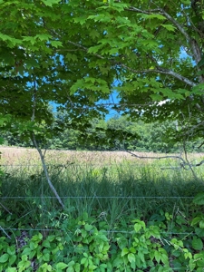 19 Acres Unrestricted Land In Hancock Co., TN For Sale - image 11