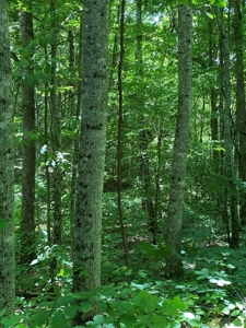19 Acres Unrestricted Land In Hancock Co., TN For Sale - image 9