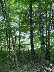 19 Acres Unrestricted Land In Hancock Co., TN For Sale - image 7