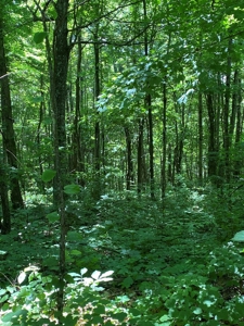 19 Acres Unrestricted Land In Hancock Co., TN For Sale - image 8