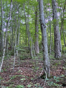 16 Acres Unrestricted Land in East TN For Sale - image 7