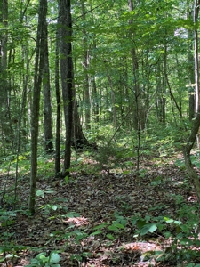 16 Acres Unrestricted Land in East TN For Sale - image 9