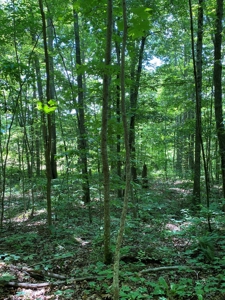 16 Acres Unrestricted Land in East TN For Sale - image 16