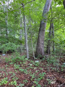 16 Acres Unrestricted Land in East TN For Sale - image 6