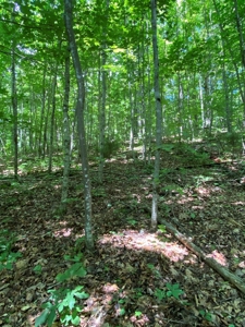 16 Acres Unrestricted Land in East TN For Sale - image 11