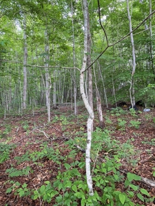 16 Acres Unrestricted Land in East TN For Sale - image 5