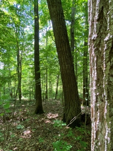 16 Acres Unrestricted Land in East TN For Sale - image 12