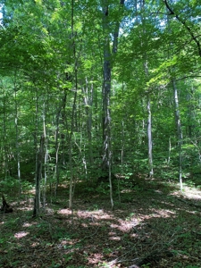 16 Acres Unrestricted Land in East TN For Sale - image 14