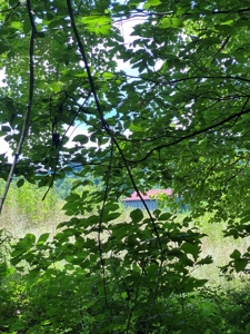 16 Acres Unrestricted Land in East TN For Sale - image 8