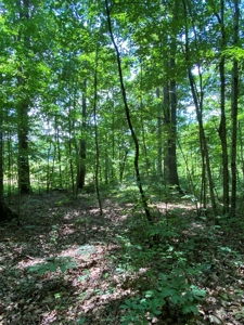 16 Acres Unrestricted Land in East TN For Sale - image 10