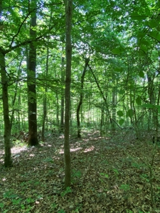 16 Acres Unrestricted Land in East TN For Sale - image 13