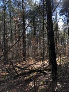 46 Acres Unrestricted Land For Sale in Greene Co., TN - image 17