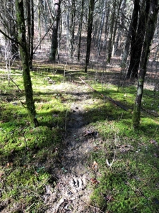 46 Acres Unrestricted Land For Sale in Greene Co., TN - image 4
