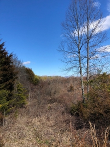 46 Acres Unrestricted Land For Sale in Greene Co., TN - image 13