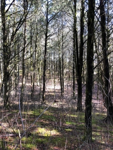 46 Acres Unrestricted Land For Sale in Greene Co., TN - image 14