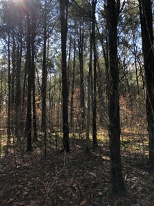 46 Acres Unrestricted Land For Sale in Greene Co., TN - image 16