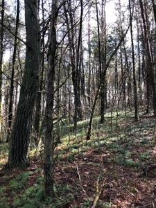 46 Acres Unrestricted Land For Sale in Greene Co., TN - image 10
