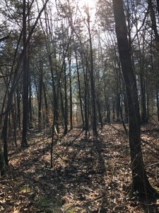 46 Acres Unrestricted Land For Sale in Greene Co., TN - image 2