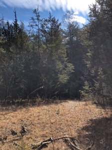 46 Acres Unrestricted Land For Sale in Greene Co., TN - image 5