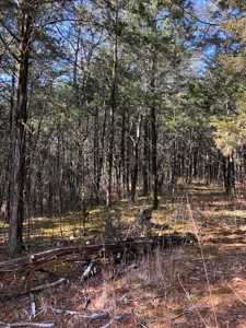 46 Acres Unrestricted Land For Sale in Greene Co., TN - image 6