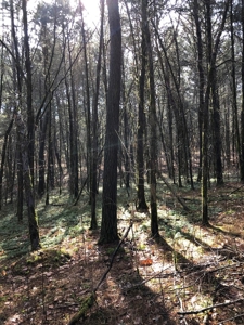46 Acres Unrestricted Land For Sale in Greene Co., TN - image 3
