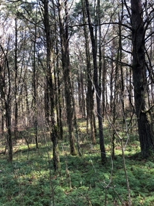 46 Acres Unrestricted Land For Sale in Greene Co., TN - image 9