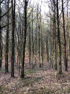 46 Acres Unrestricted Land For Sale in Greene Co., TN - image 15