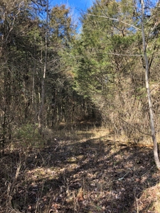 46 Acres Unrestricted Land For Sale in Greene Co., TN - image 11