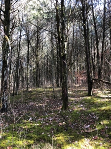46 Acres Unrestricted Land For Sale in Greene Co., TN - image 18