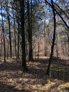 46 Acres Unrestricted Land For Sale in Greene Co., TN - image 19