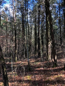 46 Acres Unrestricted Land For Sale in Greene Co., TN - image 20