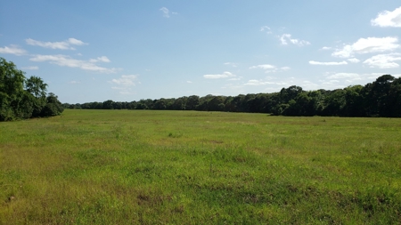 Large Waterfront Acreage Tract For Sale On Lake Palestine - image 49
