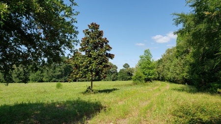 Large Waterfront Acreage Tract For Sale On Lake Palestine - image 48