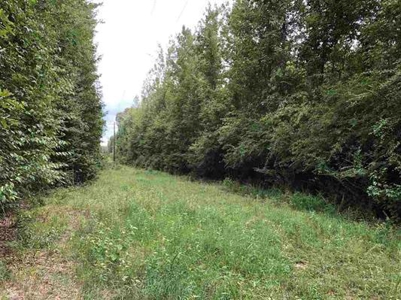 East Texas Hunting Land and Homesite Location for sale - image 5