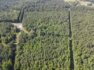 East Texas Hunting Land and Homesite Location for sale - image 3