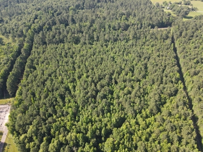 East Texas Hunting Land and Homesite Location for sale - image 4