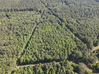 East Texas Land For Sale Timberland and Recreational - image 7