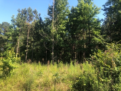 East Texas Land For Sale Timberland and Recreational - image 1