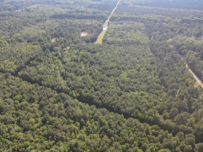 East Texas Land For Sale Timberland and Recreational - image 5