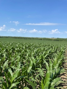 Under Contract -- Tract 1 80+/- Acres Holt County, MO - image 13