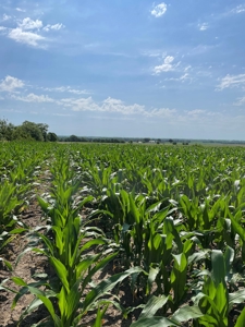 Under Contract -- Tract 1 80+/- Acres Holt County, MO - image 5