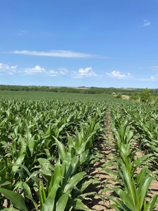 Under Contract -- Tract 1 80+/- Acres Holt County, MO - image 14
