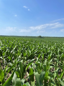 Under Contract -- Tract 1 80+/- Acres Holt County, MO - image 11