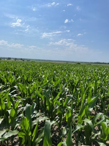 Under Contract -- Tract 1 80+/- Acres Holt County, MO - image 6
