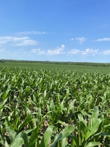 Under Contract -- Tract 1 80+/- Acres Holt County, MO - image 12