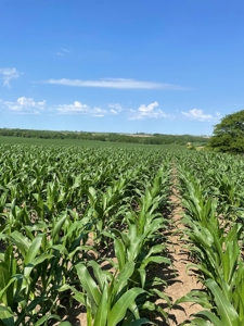 Under Contract -- Tract 1 80+/- Acres Holt County, MO - image 10