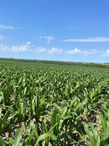 Under Contract -- Tract 1 80+/- Acres Holt County, MO - image 9