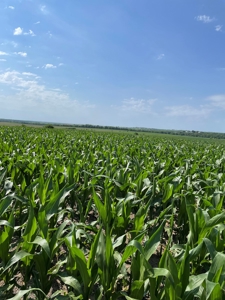 Under Contract -- Tract 1 80+/- Acres Holt County, MO - image 7
