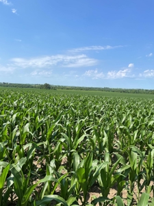 Under Contract -- Tract 1 80+/- Acres Holt County, MO - image 8